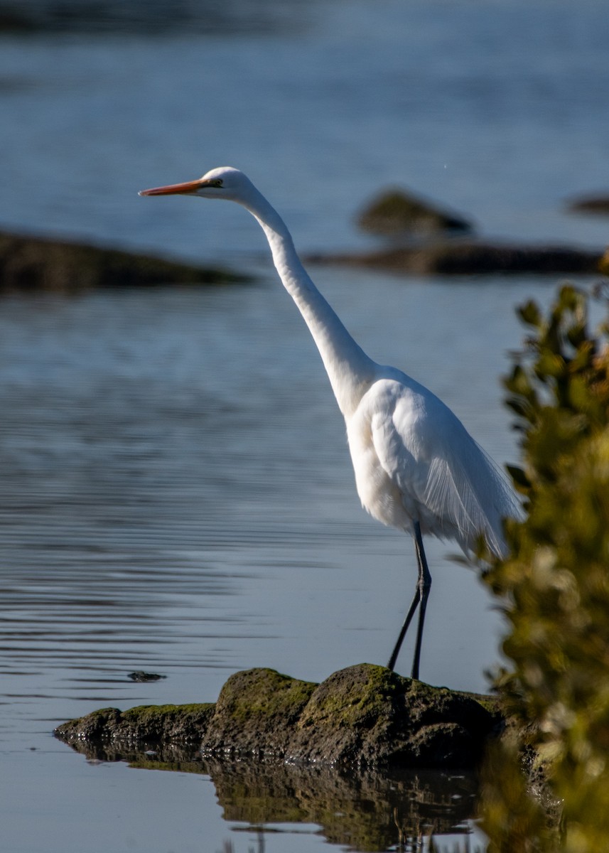 Great Egret - ML622058313