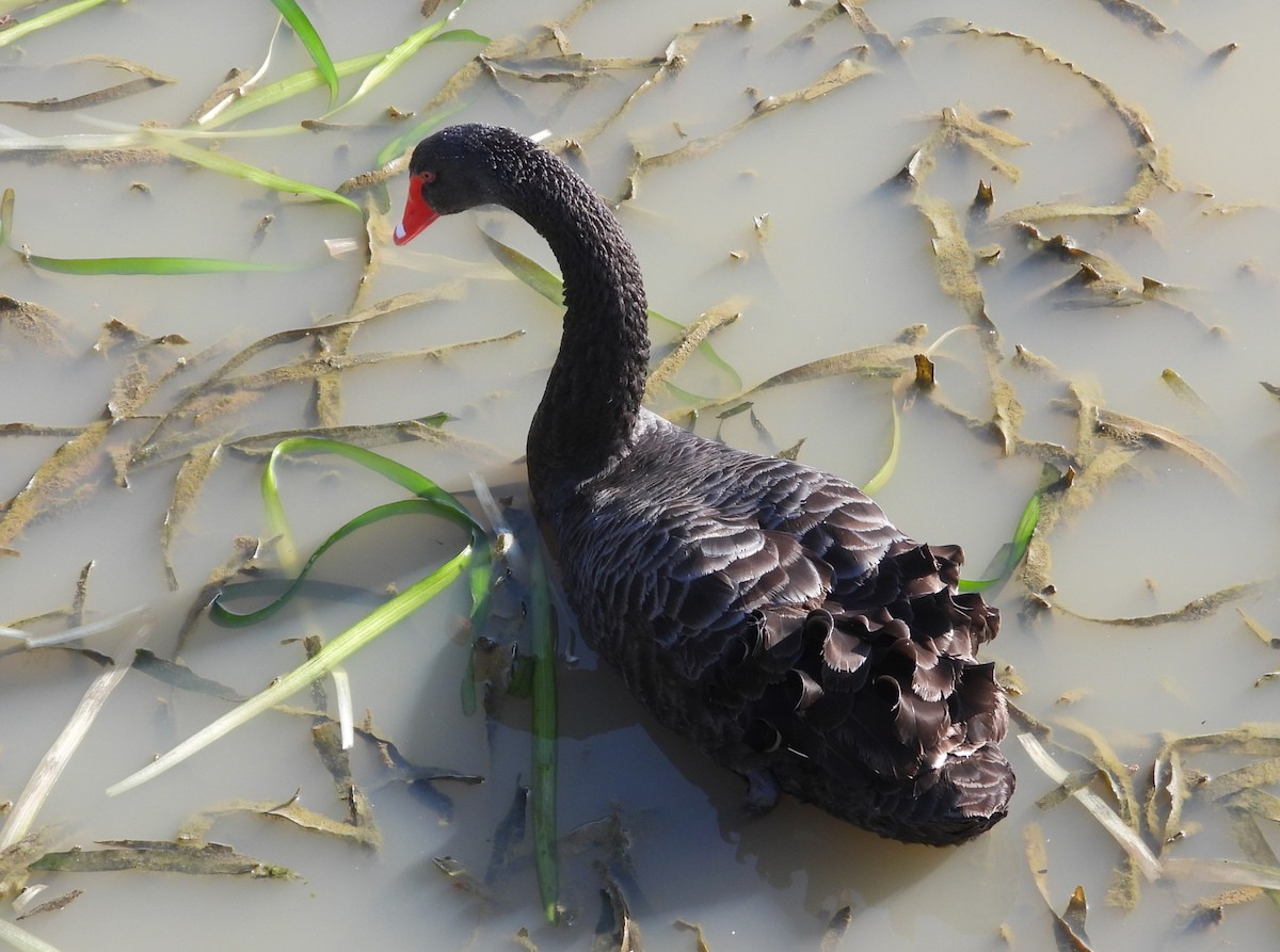 Black Swan - ML622058314