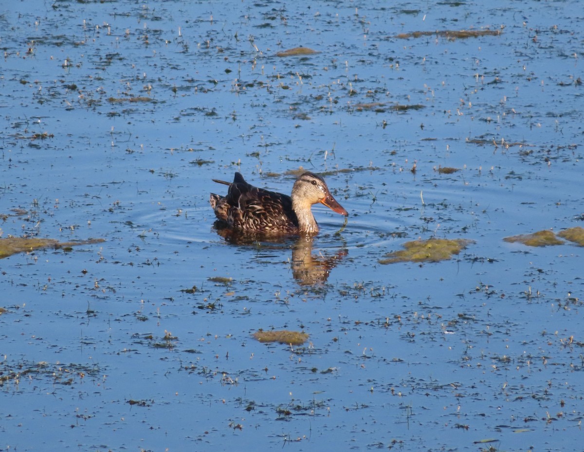 Canard colvert - ML622058315