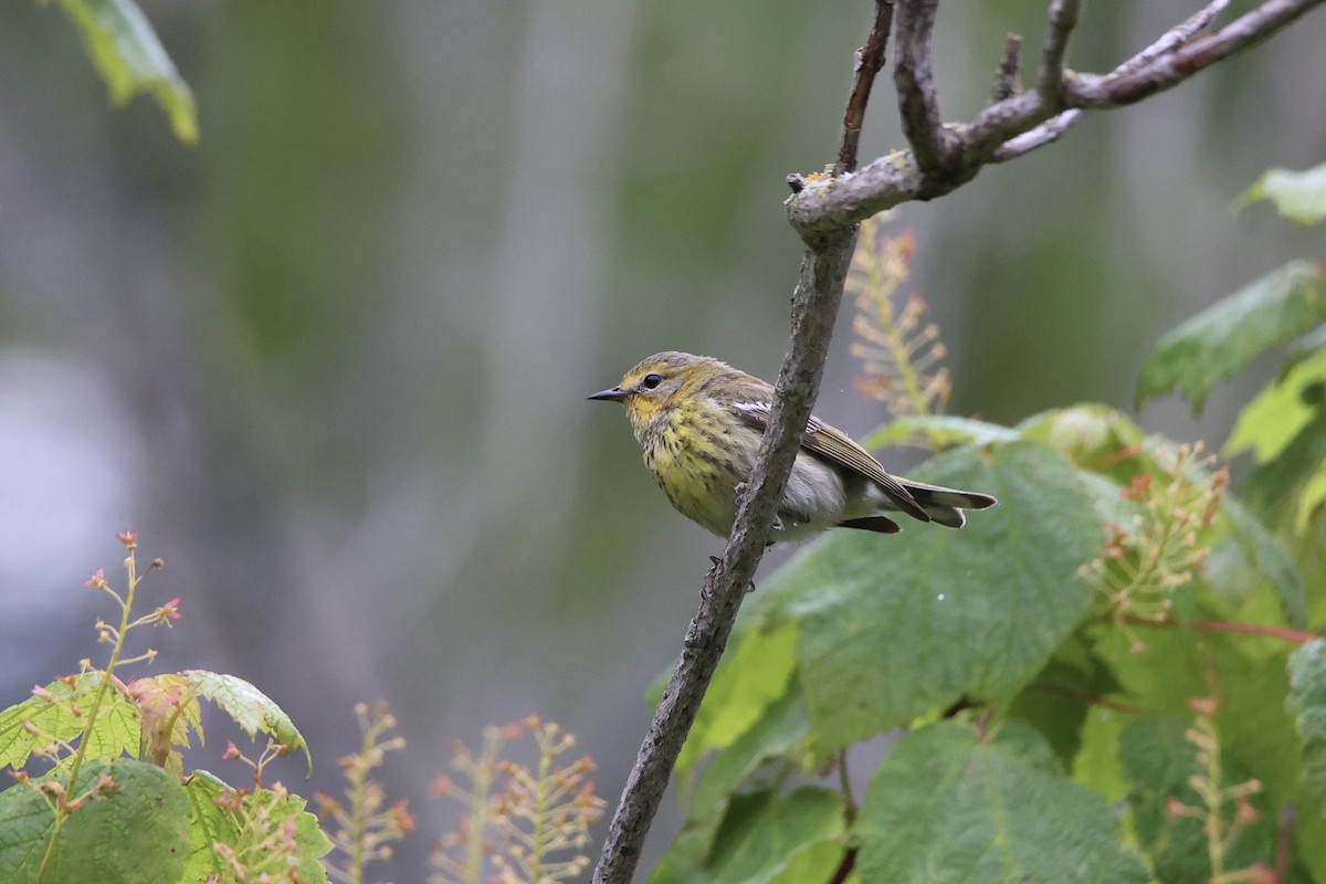 Cape May Warbler - ML622058316
