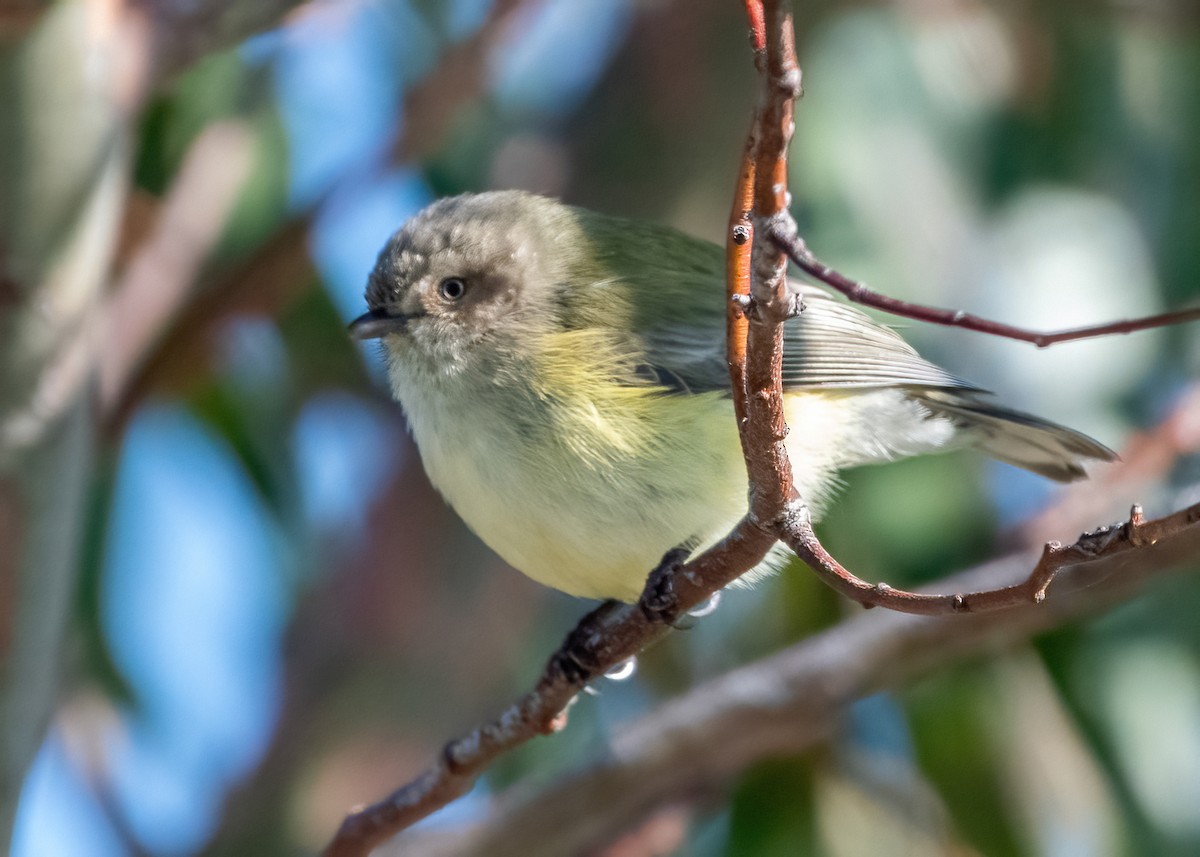 Weebill - ML622058317