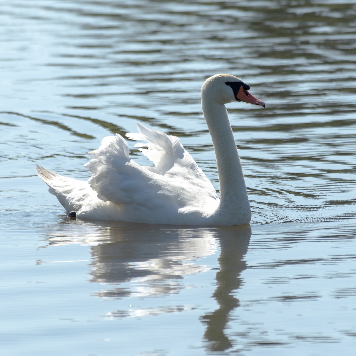 Cygne tuberculé - ML622058318