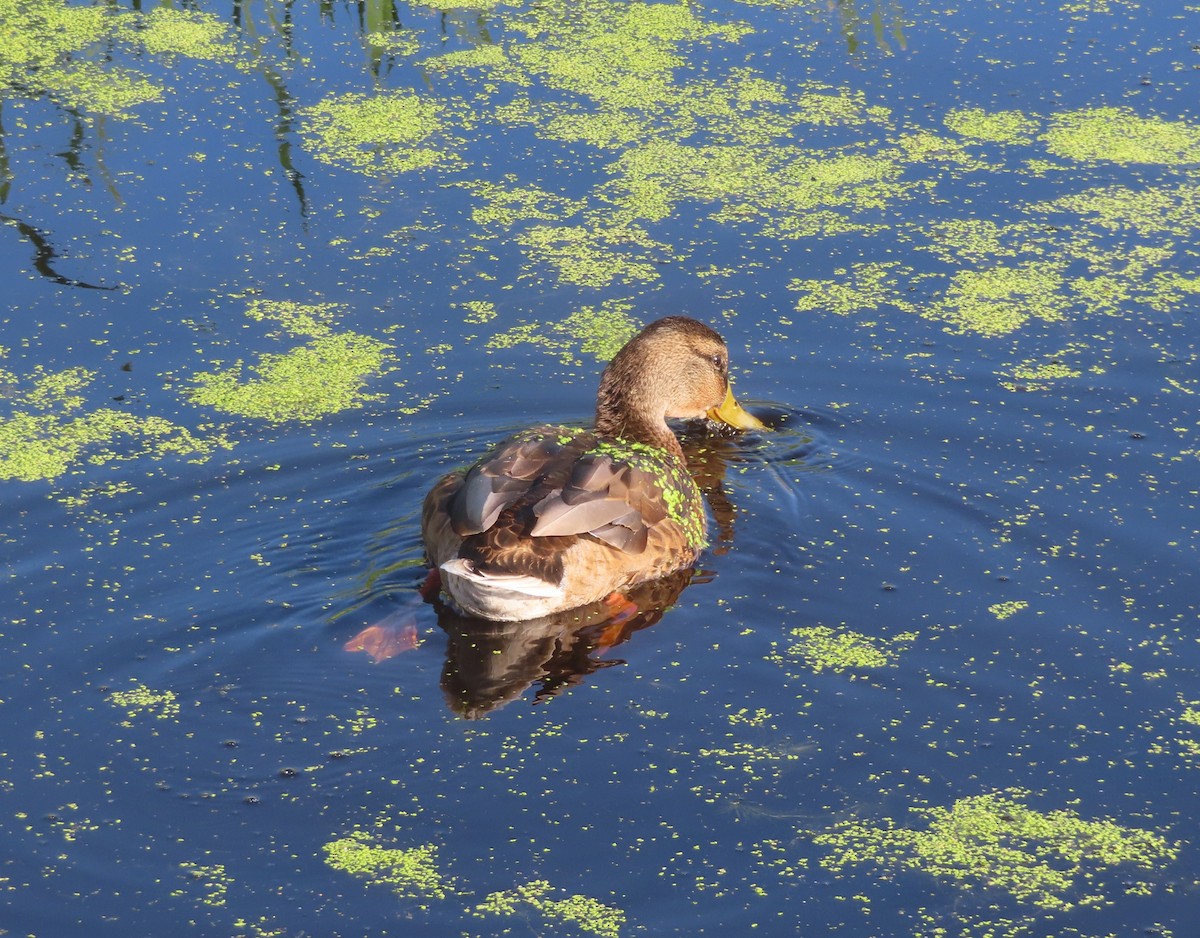 Canard colvert - ML622058319