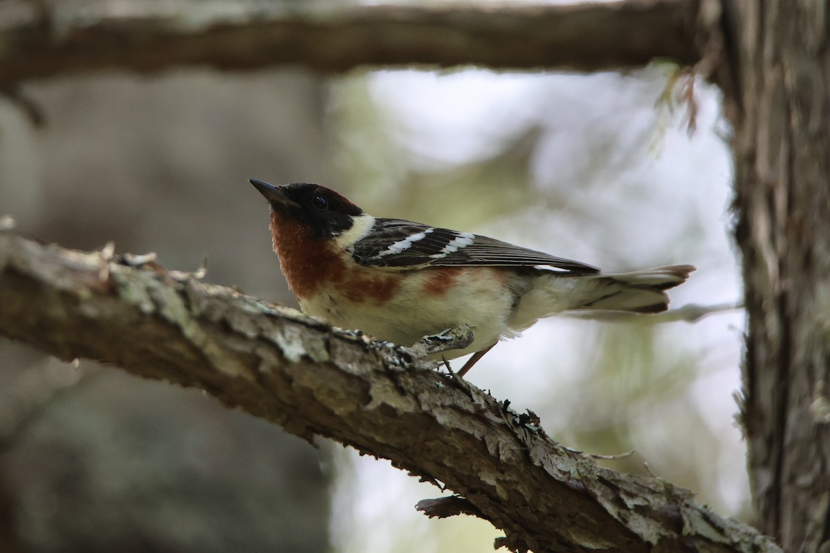 Bay-breasted Warbler - ML622058320