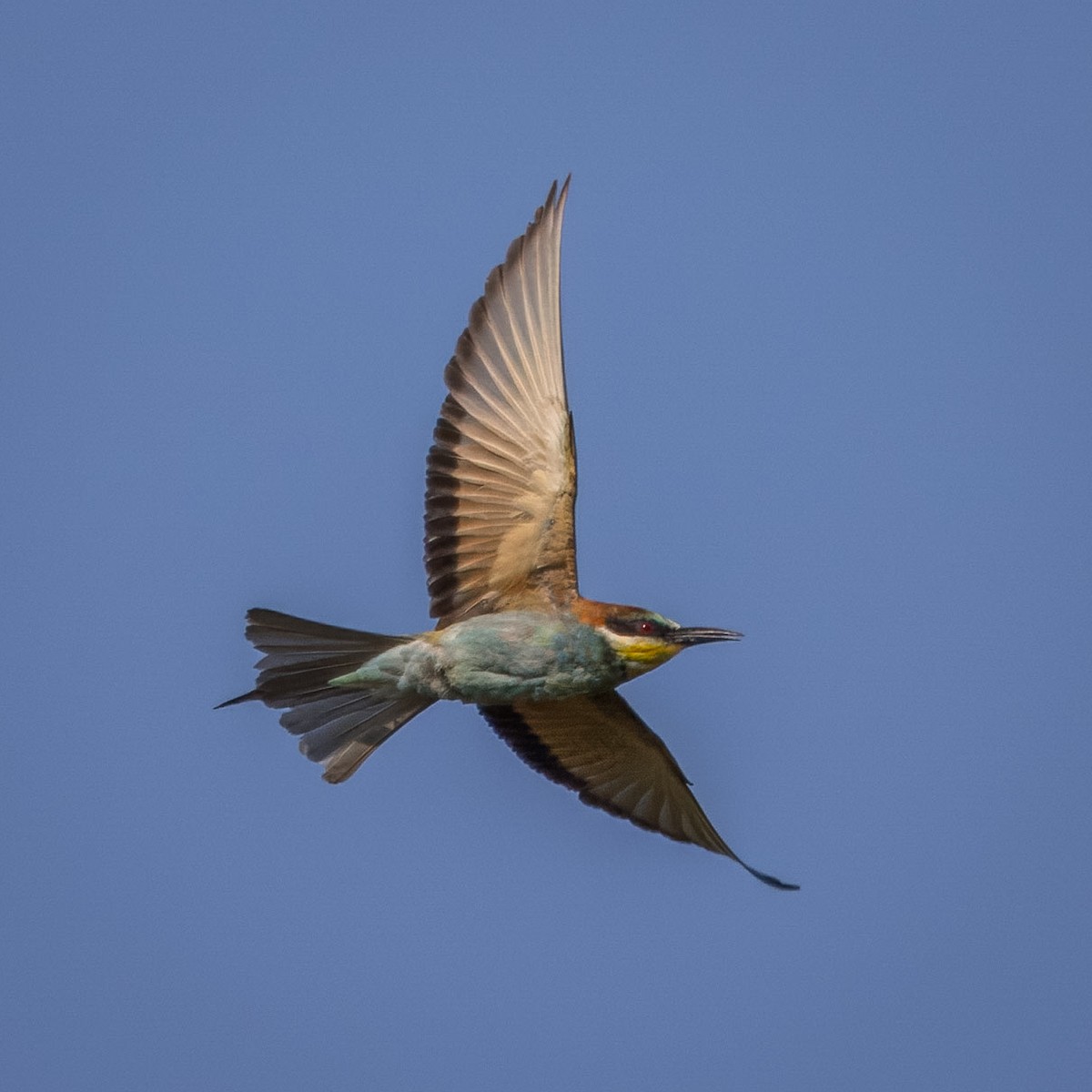 European Bee-eater - ML622058321