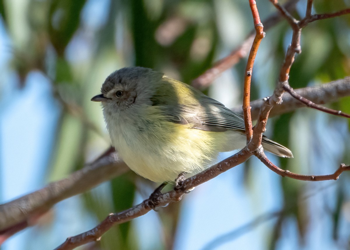 Weebill - ML622058322