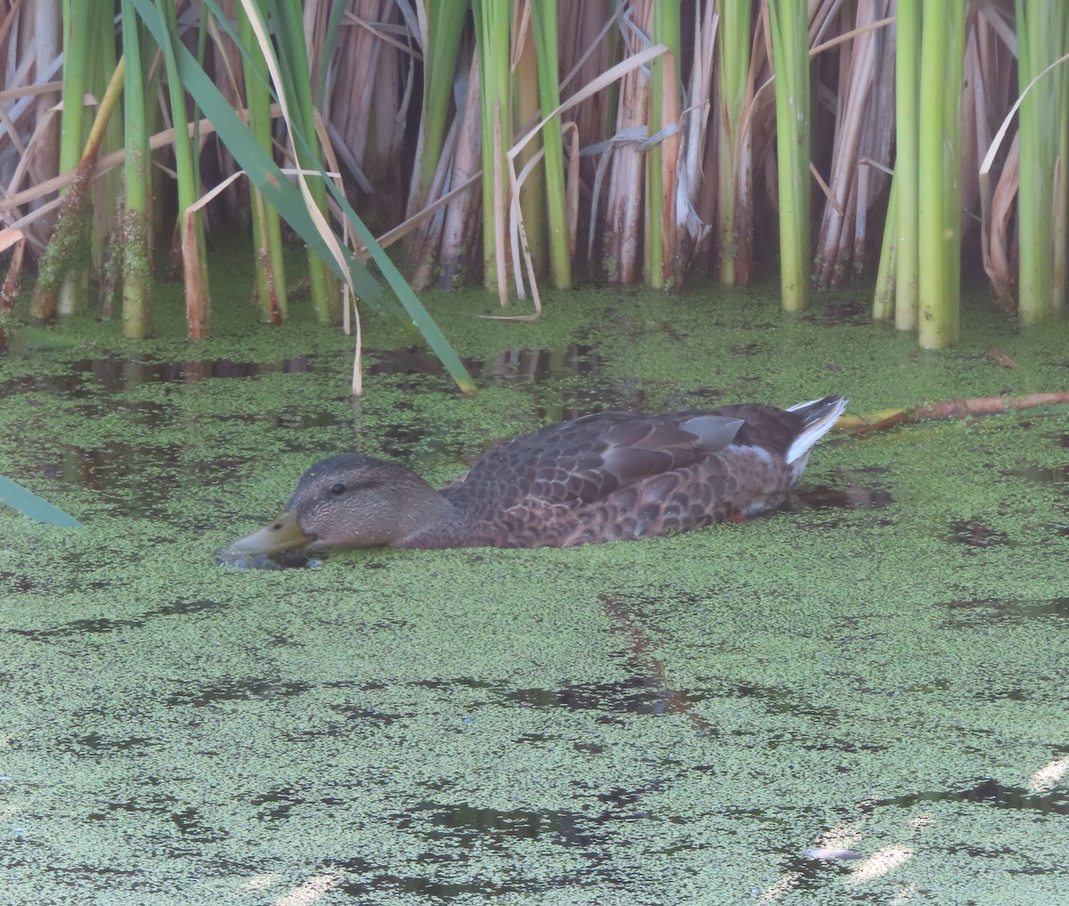 Canard colvert - ML622058323