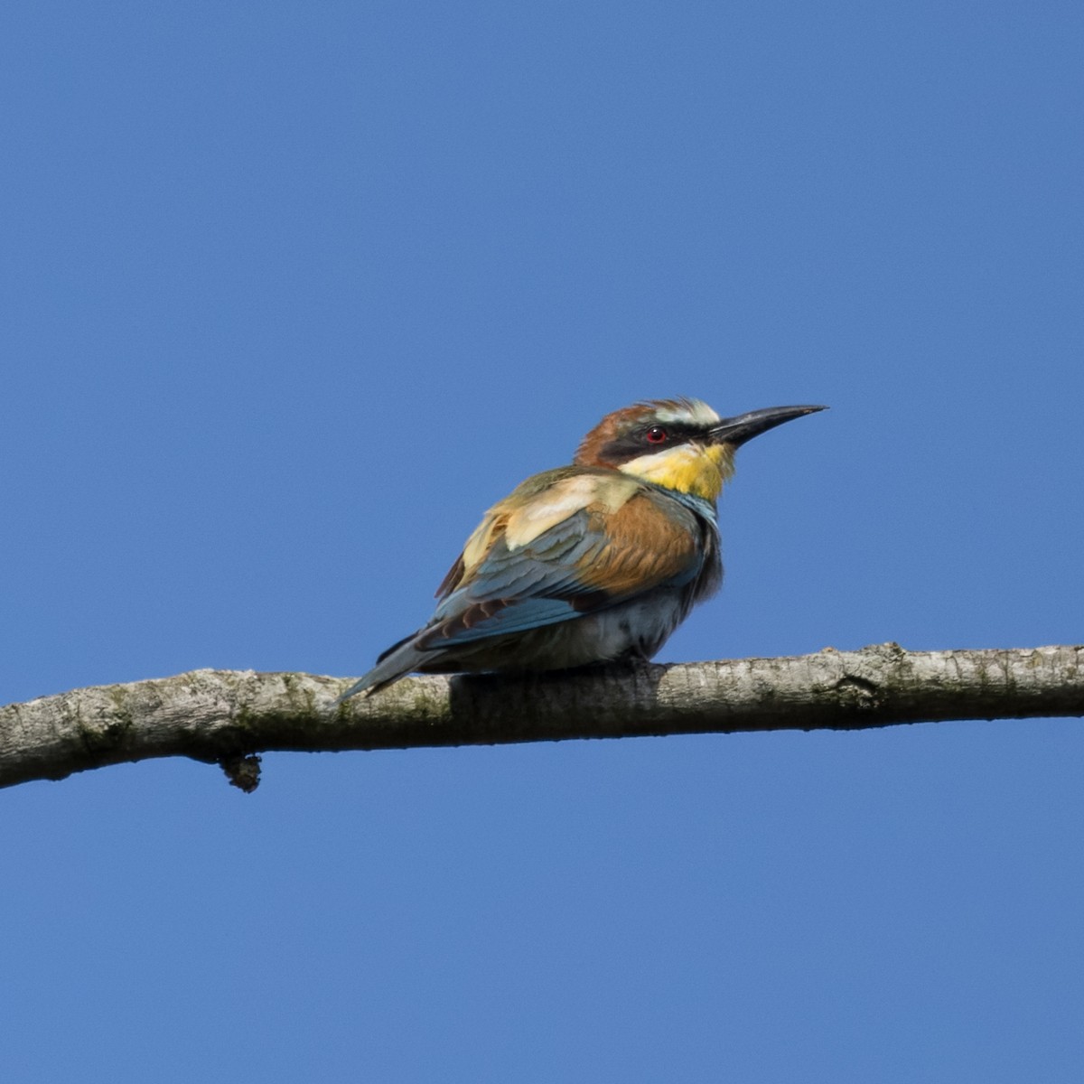 European Bee-eater - ML622058324