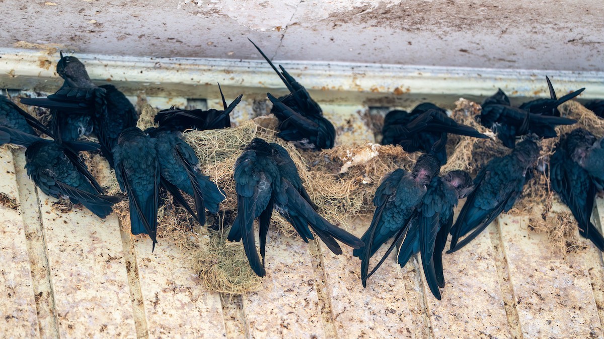 Plume-toed Swiftlet - Javier Cotin