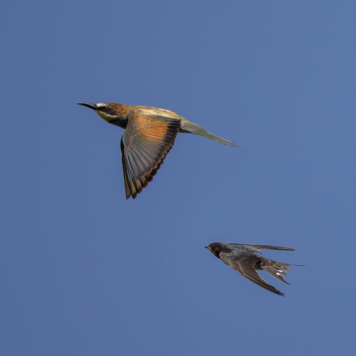 European Bee-eater - ML622058327