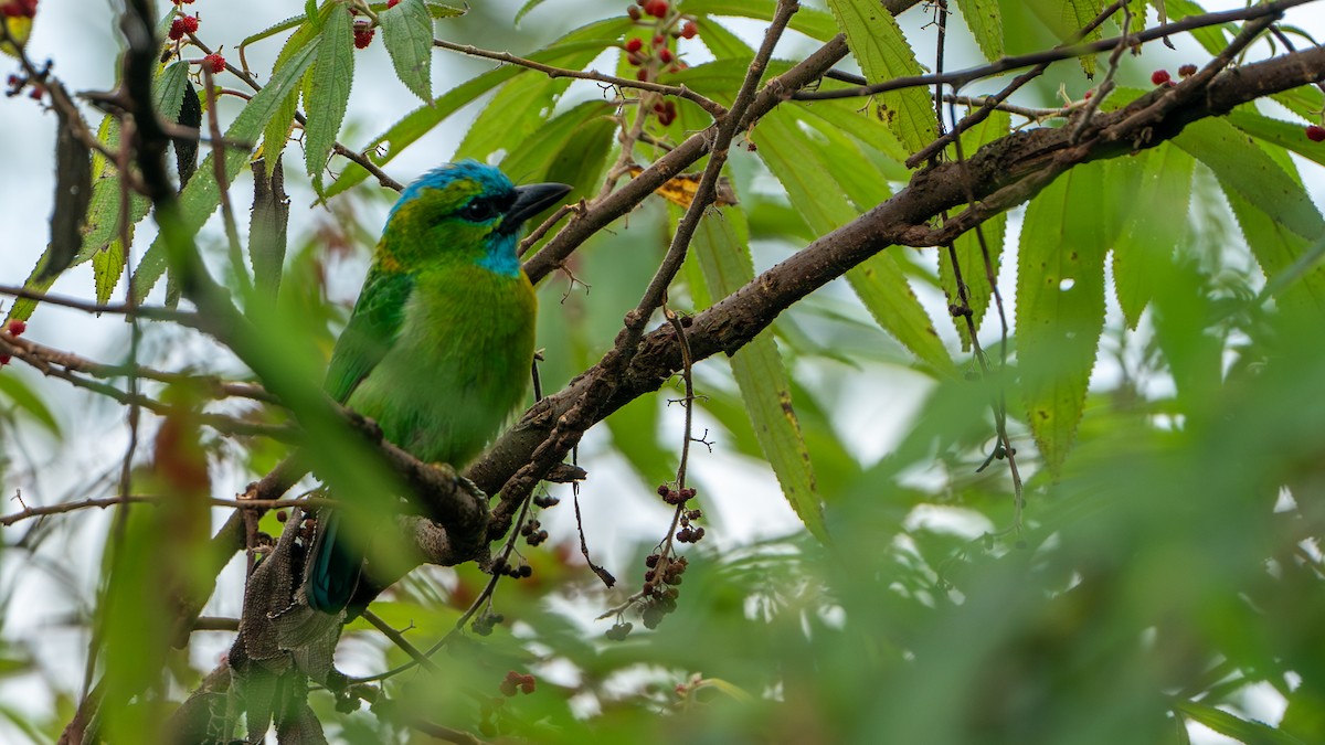 Golden-naped Barbet - ML622058328