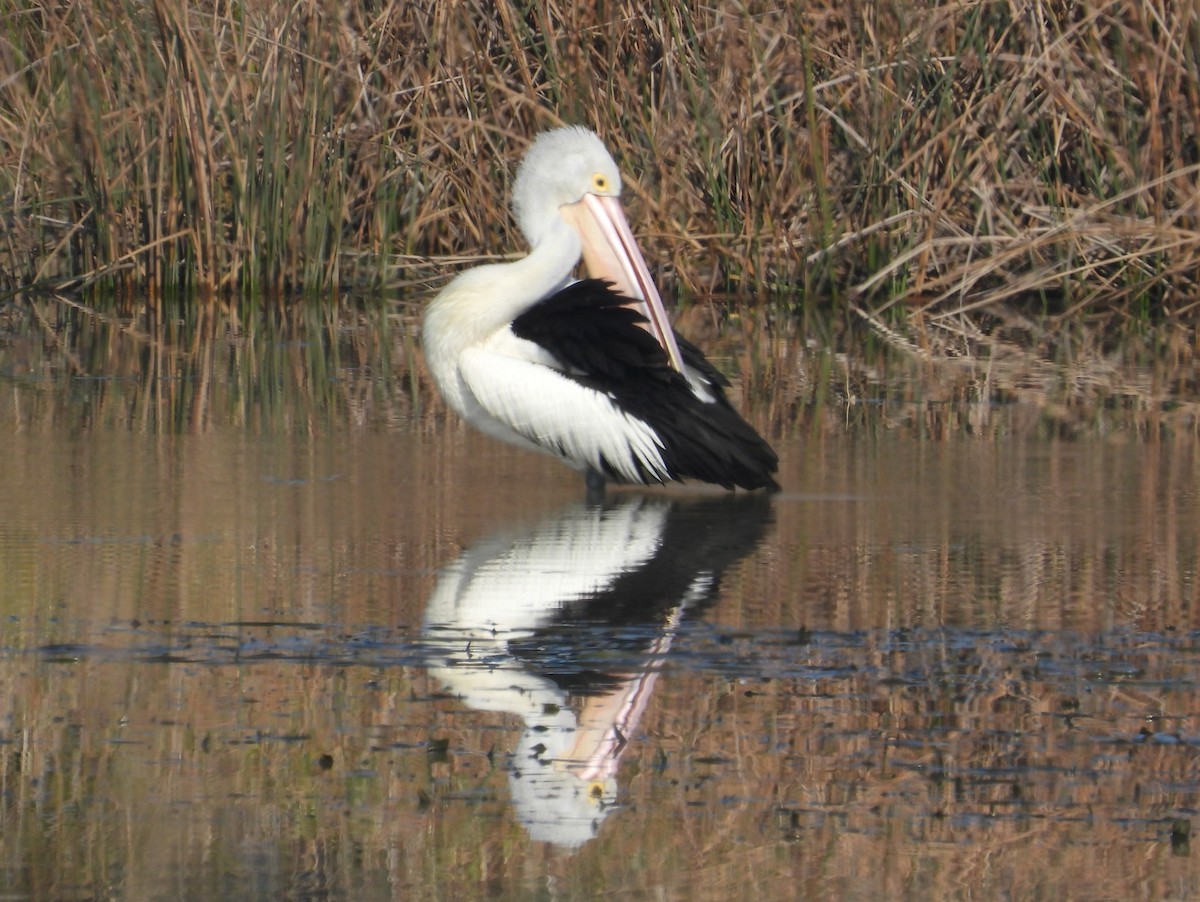 Australian Pelican - ML622058329