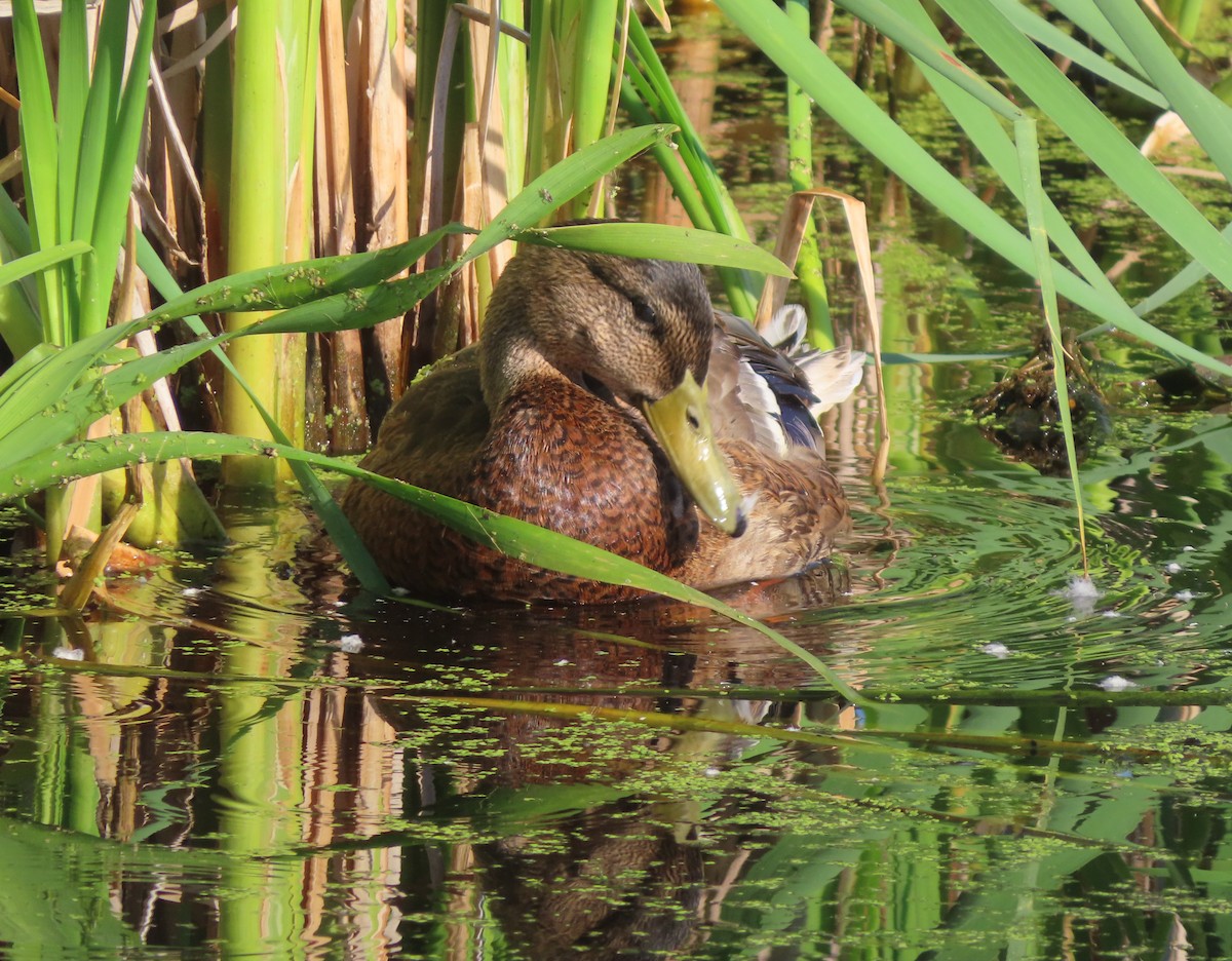 Canard colvert - ML622058330