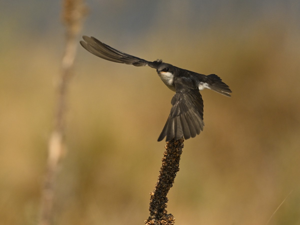 Tree Swallow - Larry Jordan