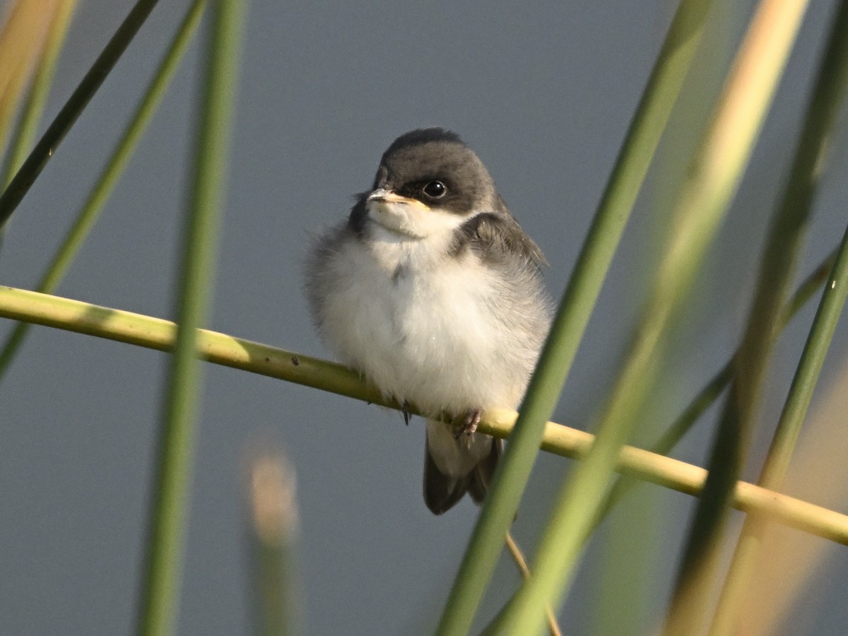 Tree Swallow - ML622058332