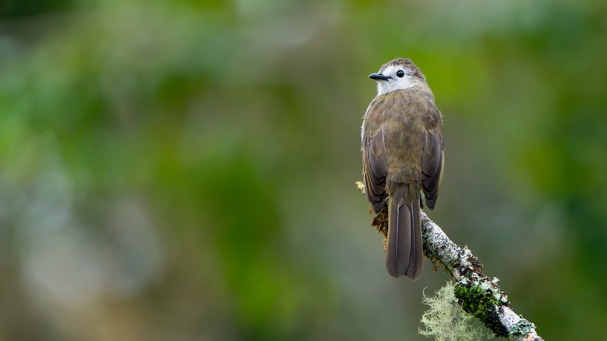 Pale-faced Bulbul - ML622058333