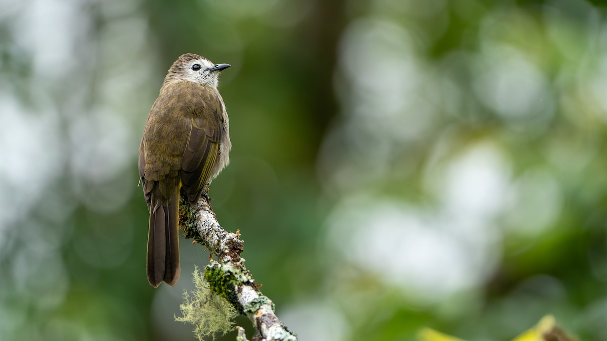 Pale-faced Bulbul - ML622058334