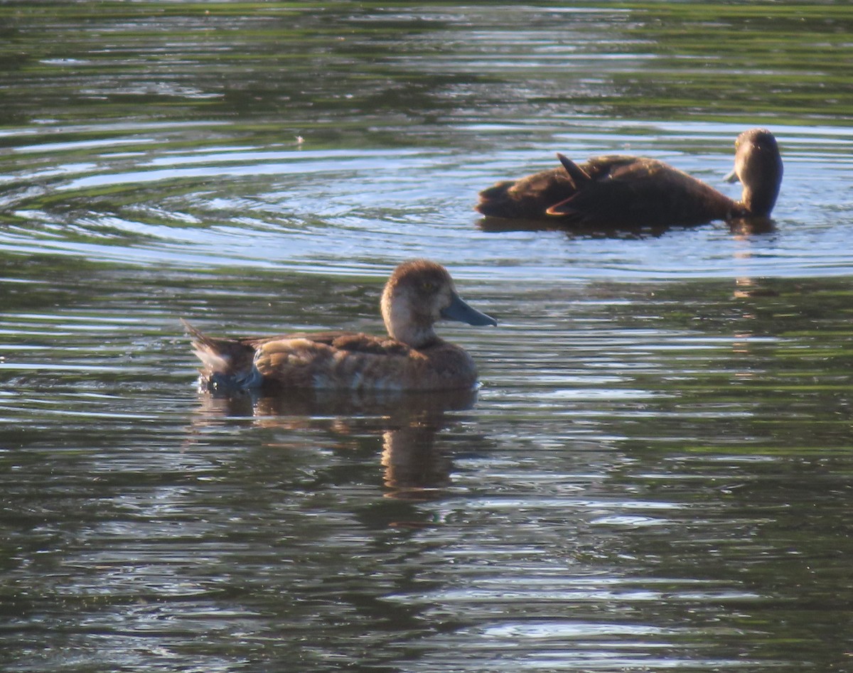 Lesser Scaup - Violet Kosack