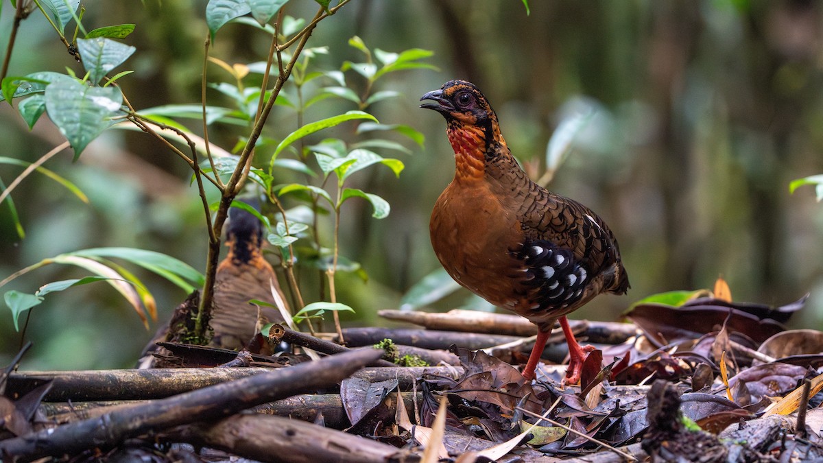 Red-breasted Partridge - ML622058336