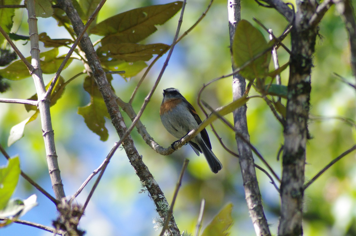 Rufous-breasted Chat-Tyrant - ML622058341