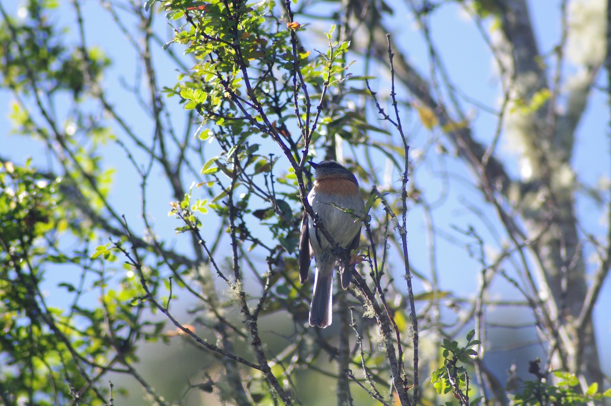 Rufous-breasted Chat-Tyrant - ML622058342