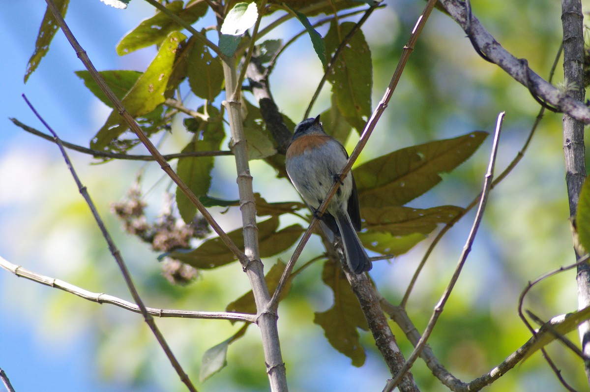 Rufous-breasted Chat-Tyrant - ML622058343