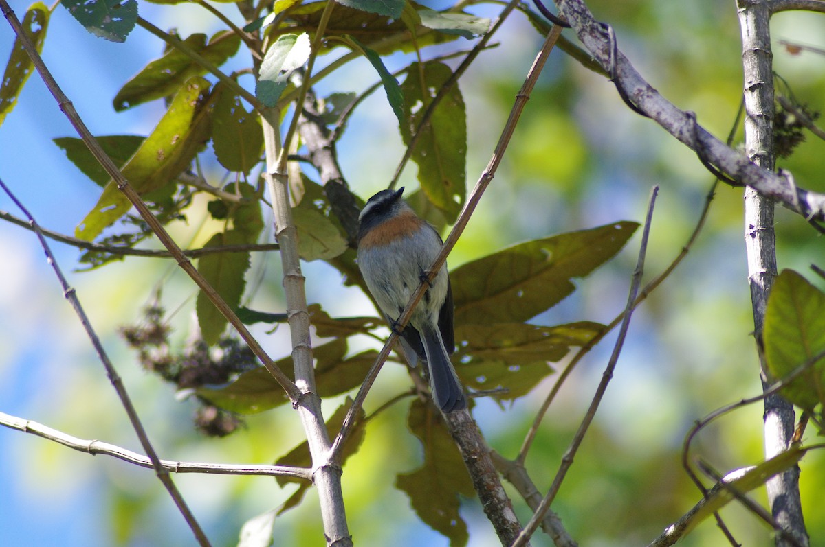 Rufous-breasted Chat-Tyrant - ML622058344