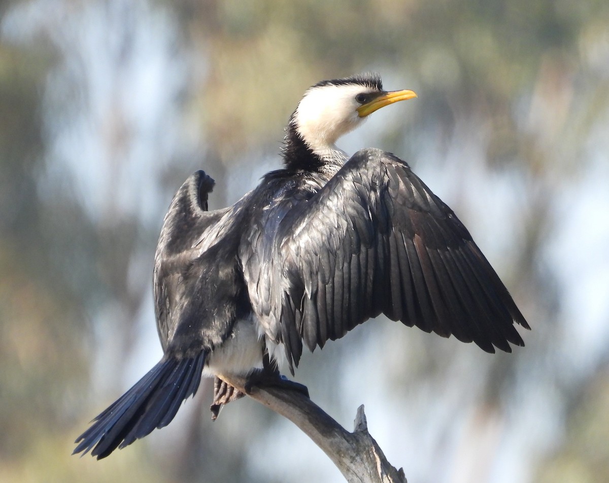 Little Pied Cormorant - ML622058345