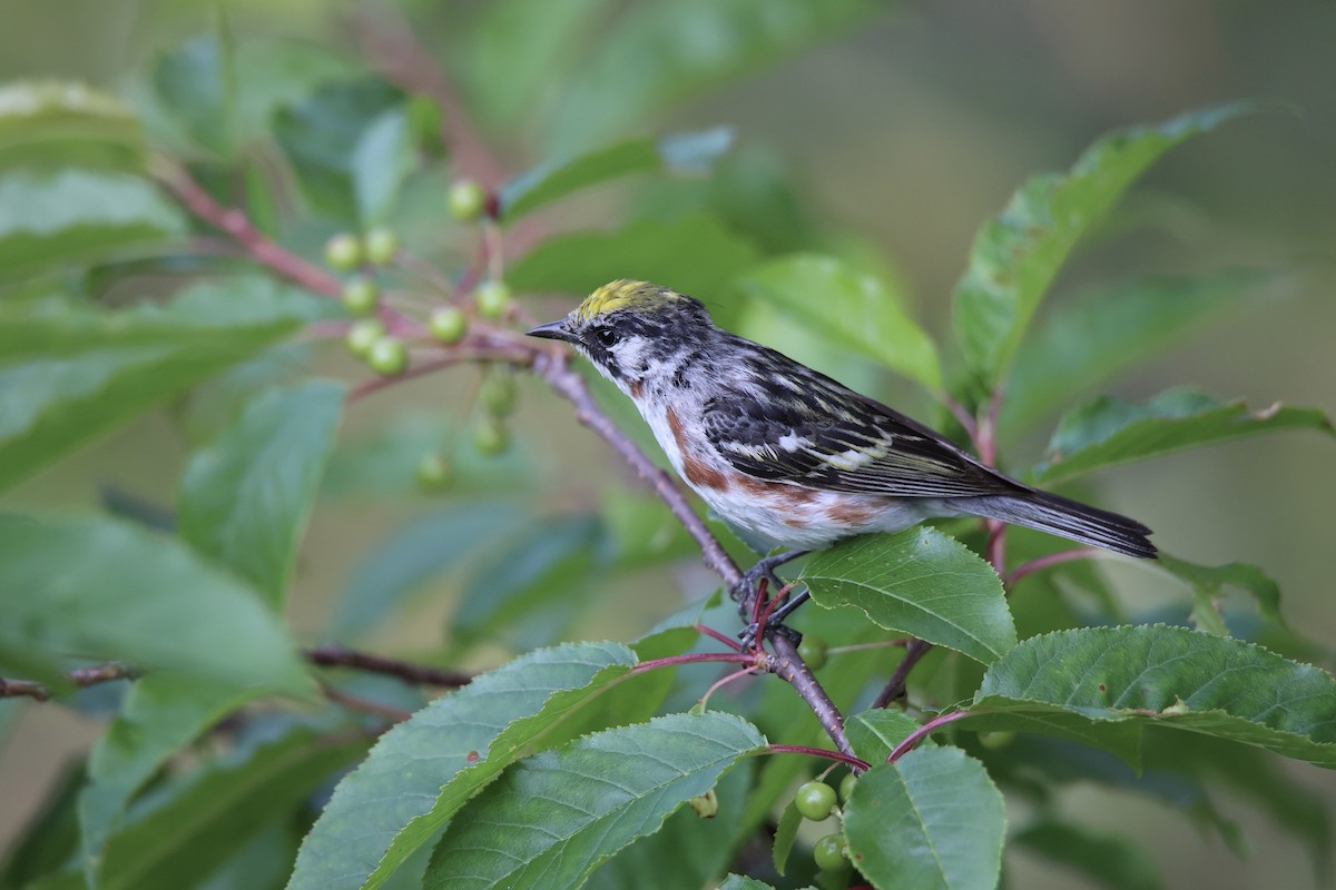 Chestnut-sided Warbler - ML622058346