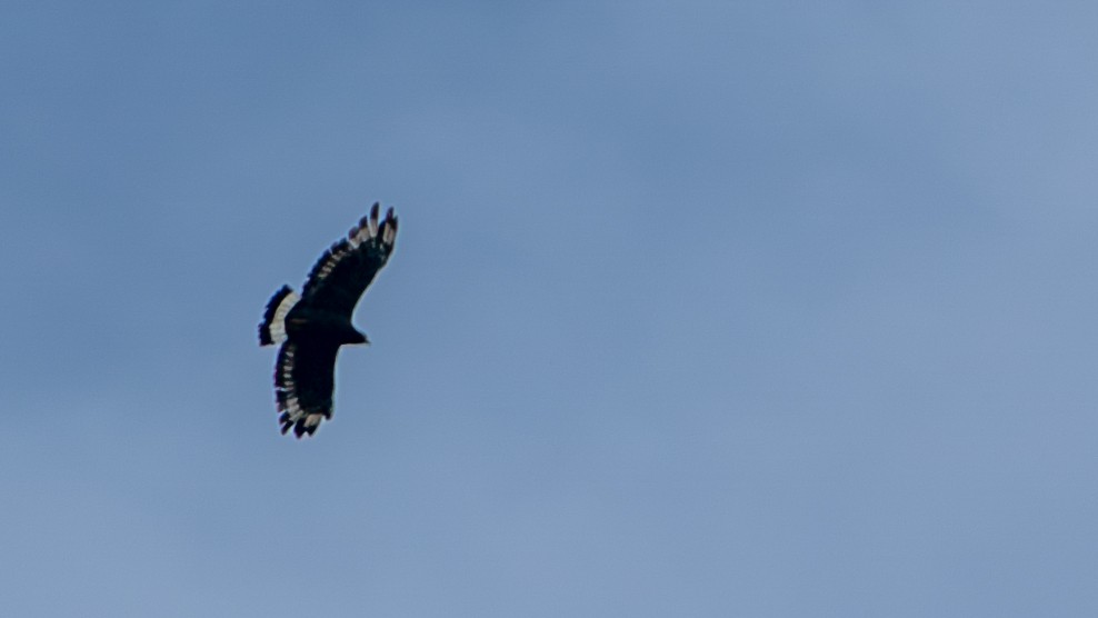 Mountain Serpent-Eagle - ML622058350