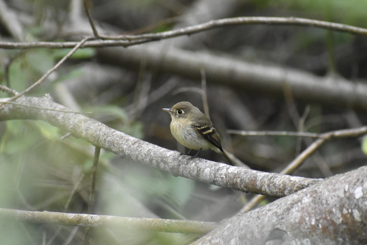 Western Flycatcher (Pacific-slope) - ML622058353