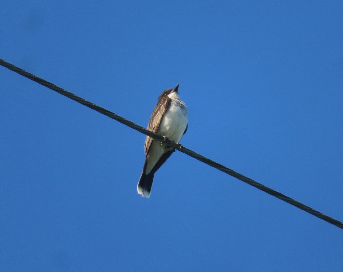 Eastern Kingbird - ML622058356