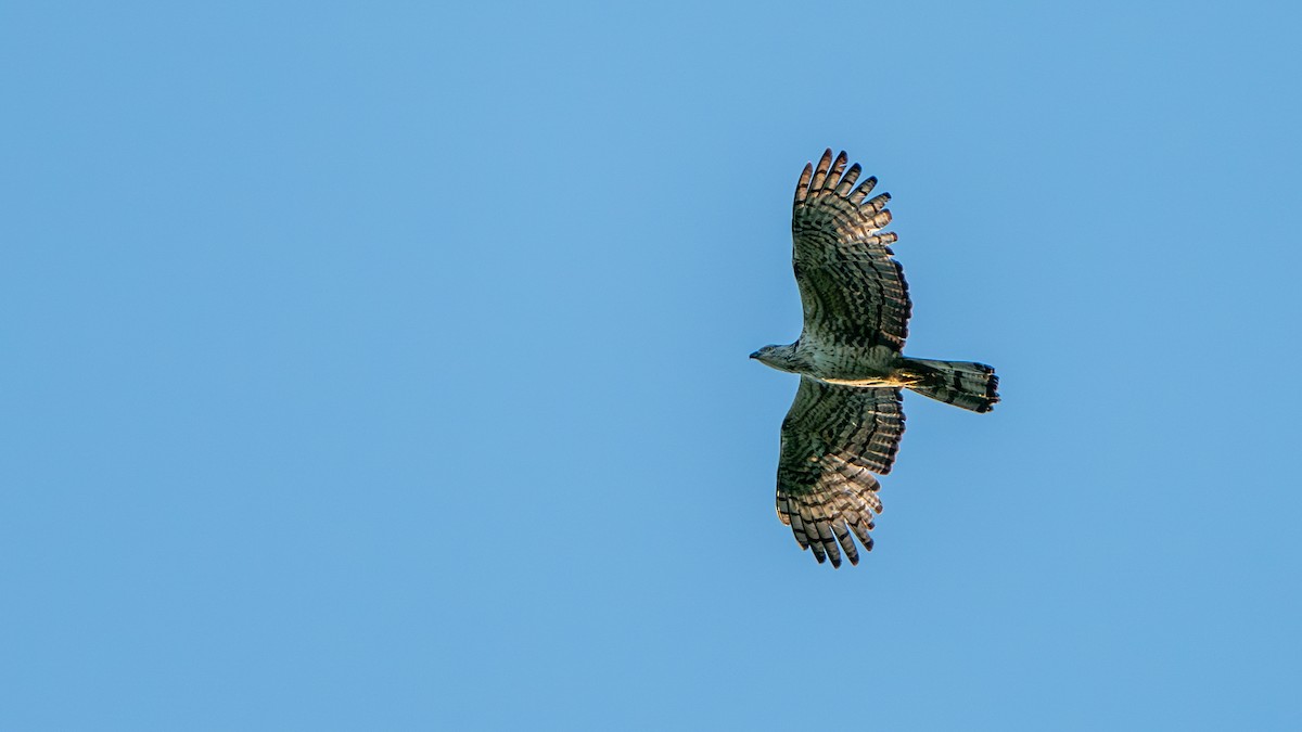 Oriental Honey-buzzard - ML622058357