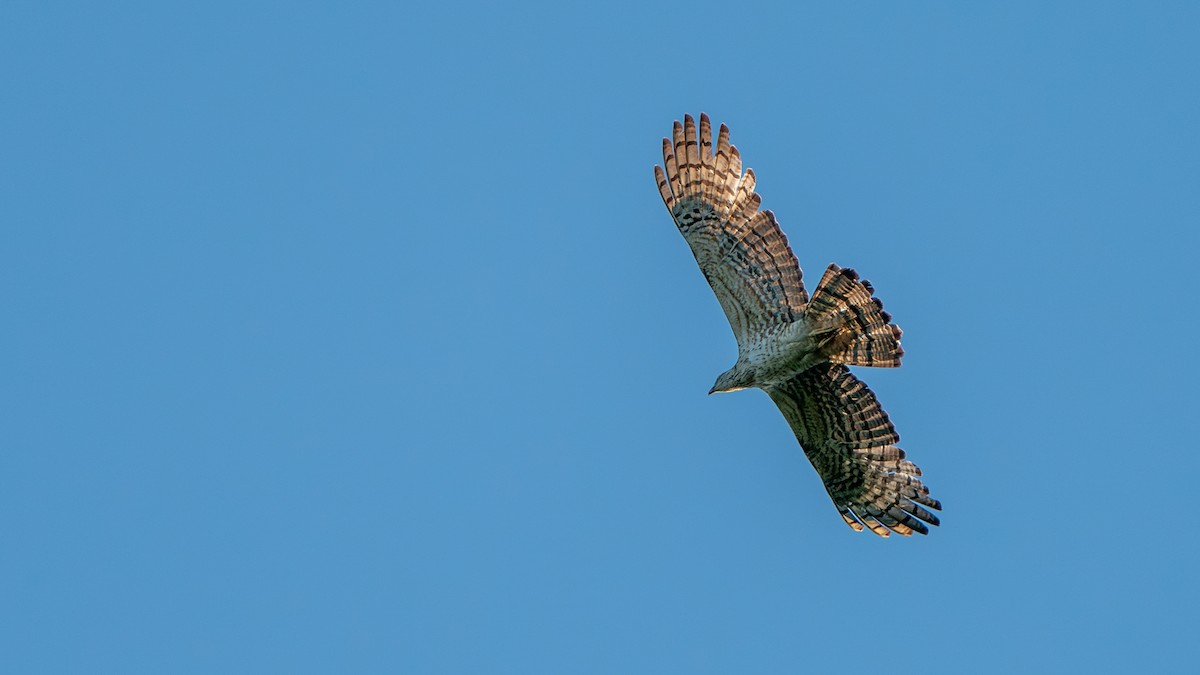 Oriental Honey-buzzard - ML622058358