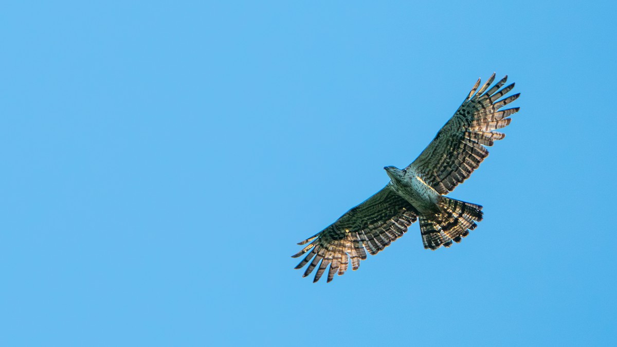 Oriental Honey-buzzard - ML622058359