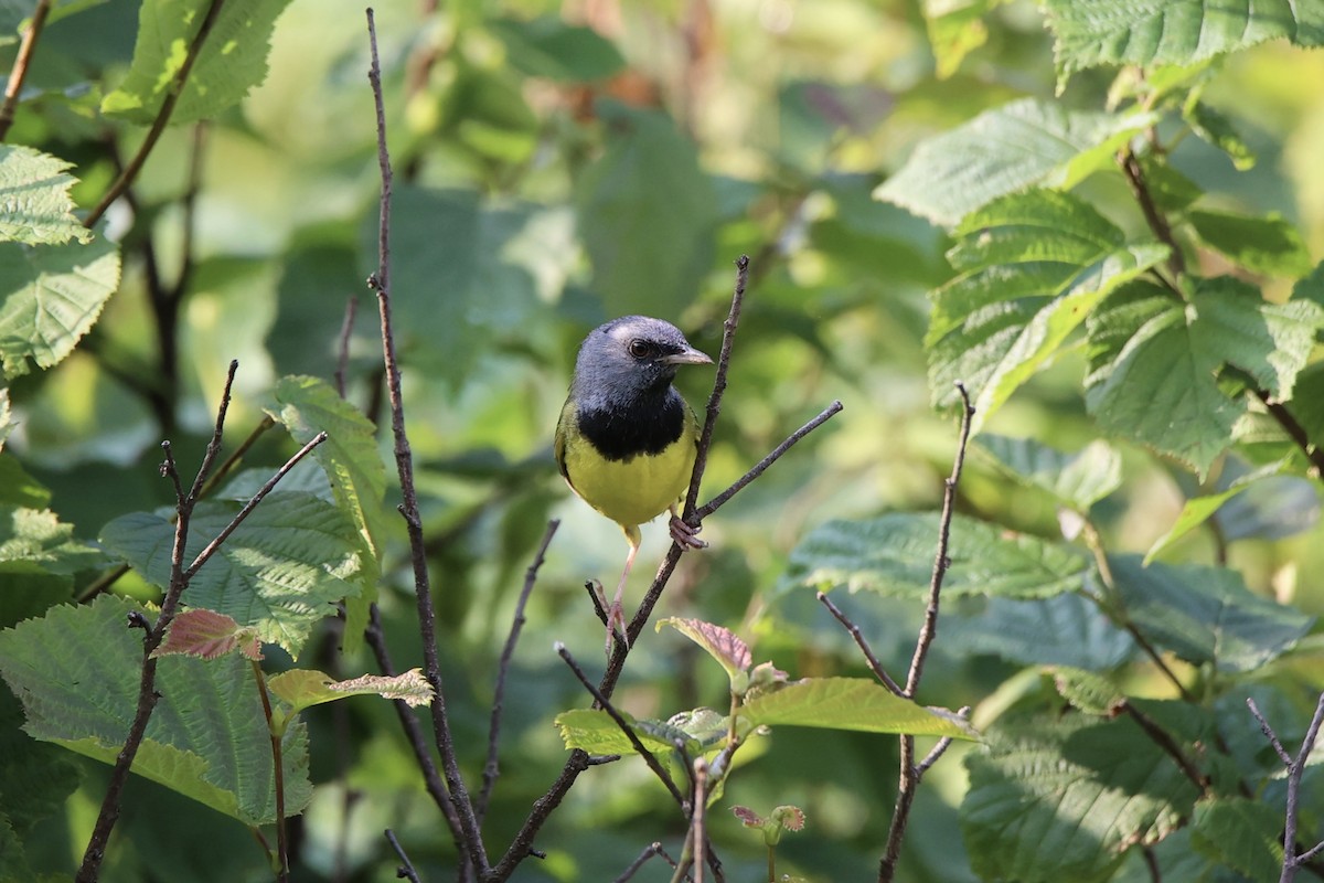 Mourning Warbler - ML622058360