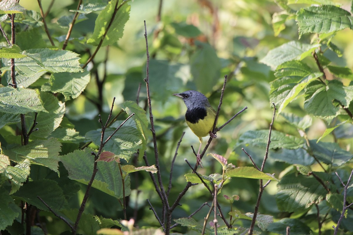 Mourning Warbler - ML622058361