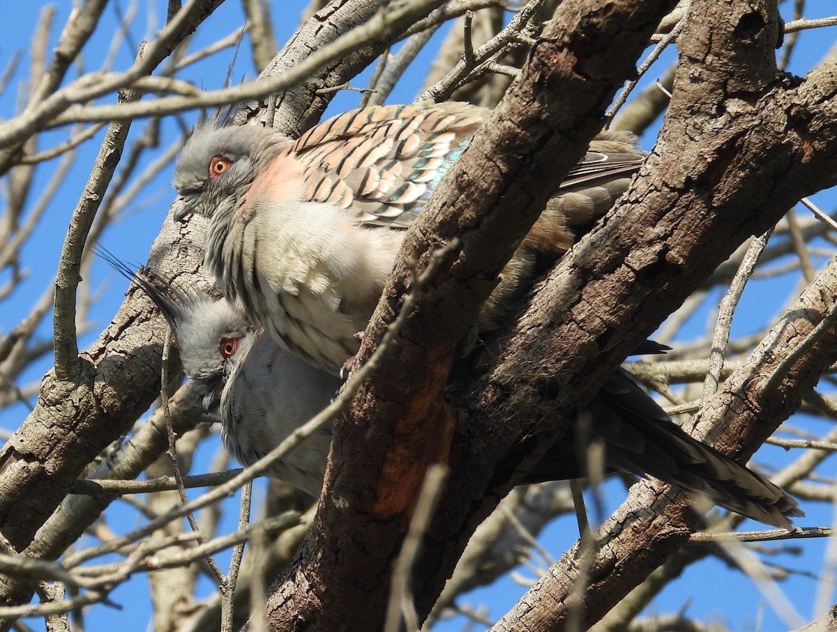 Crested Pigeon - ML622058362