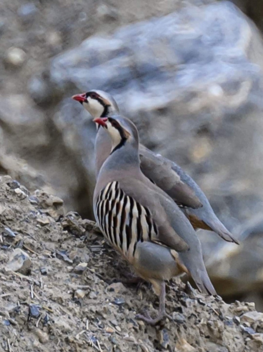 Chukar - ML622058363