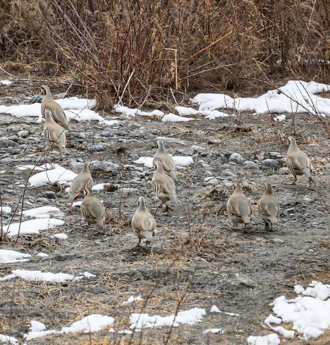 Chukar - ML622058364