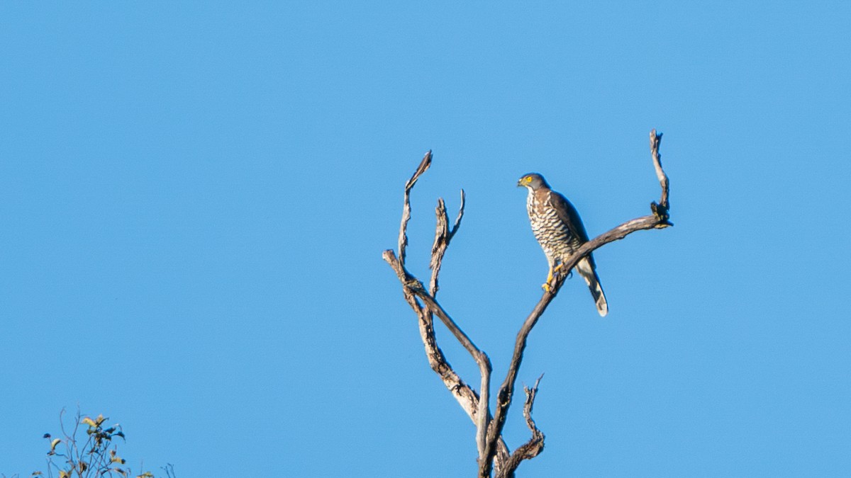 Crested Goshawk - Javier Cotin