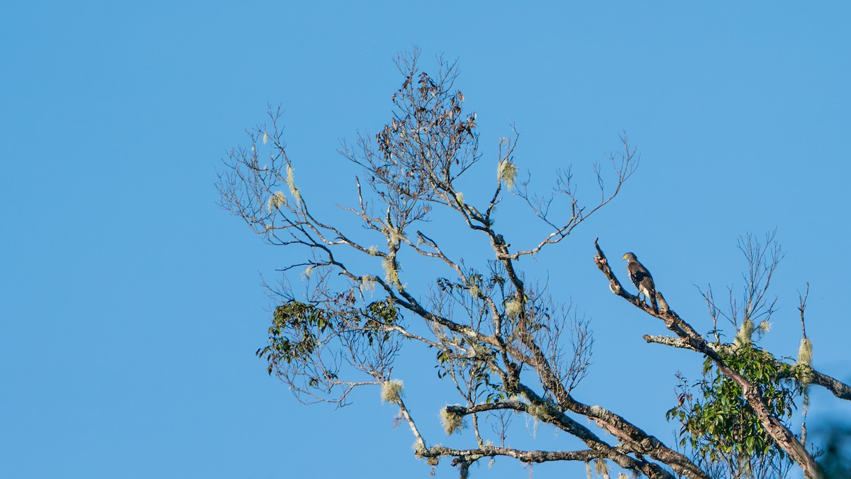 Crested Goshawk - ML622058366