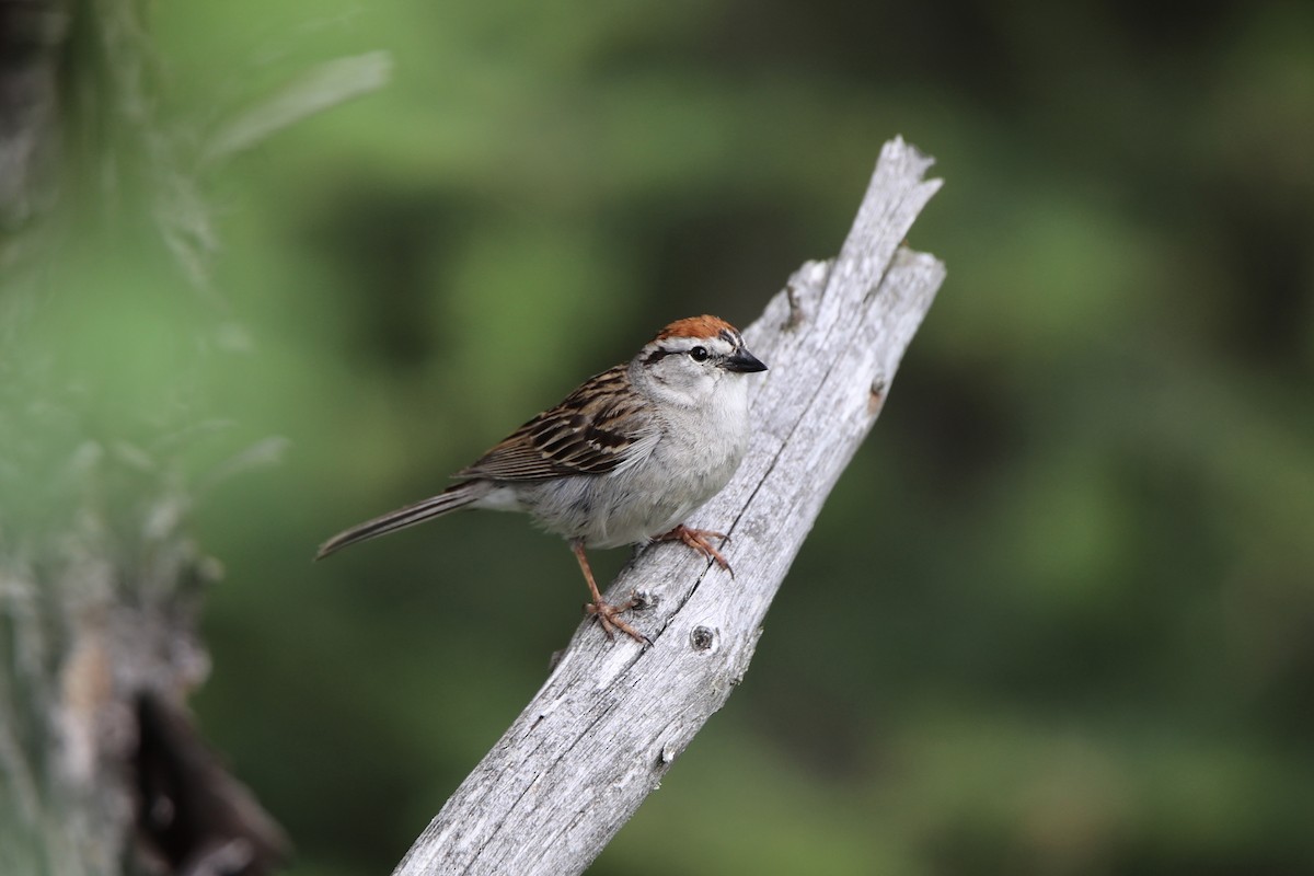 Chipping Sparrow - ML622058367