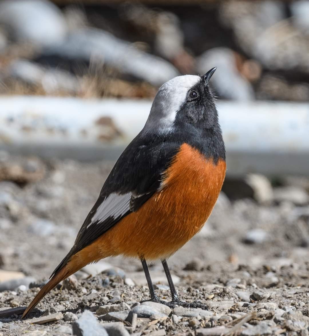 White-capped Redstart - ML622058368