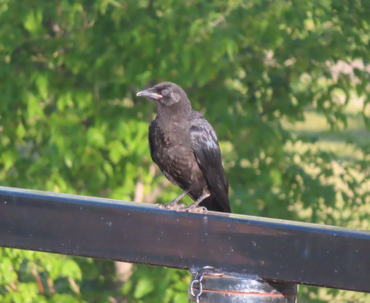 American Crow - ML622058369