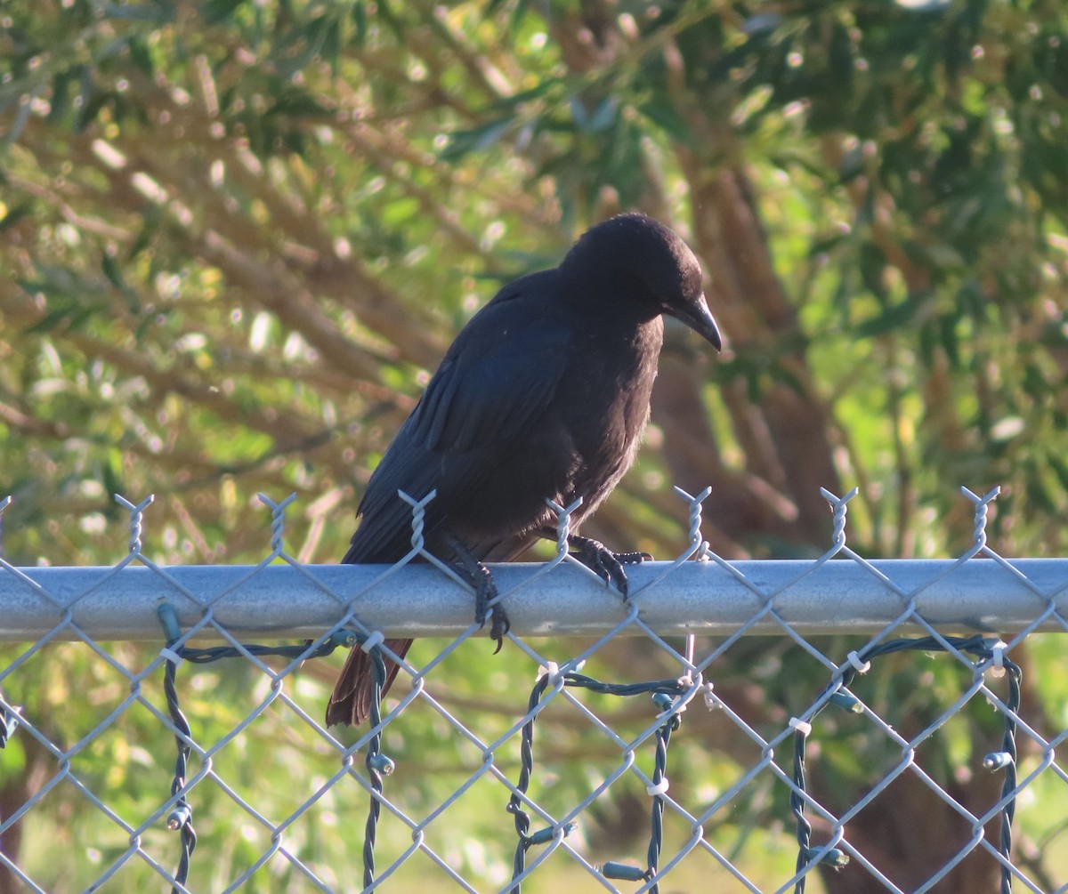 American Crow - ML622058373