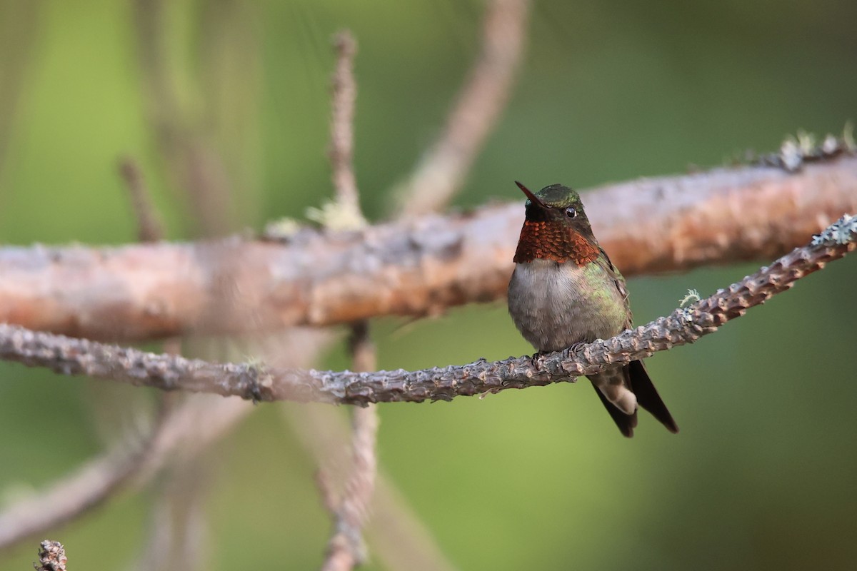 Ruby-throated Hummingbird - ML622058375