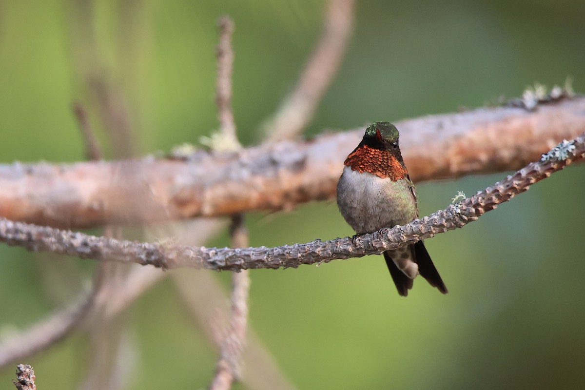 Ruby-throated Hummingbird - ML622058376