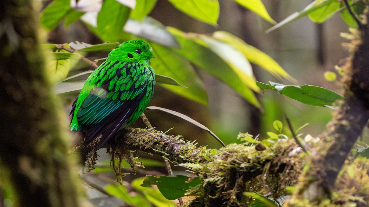 Whitehead's Broadbill - ML622058378