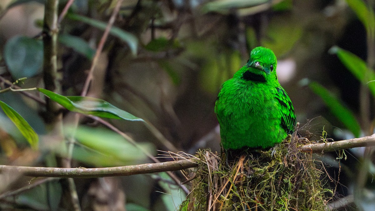 Whitehead's Broadbill - ML622058380